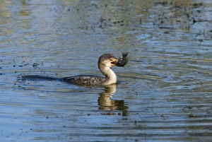 Reed / Long-tailed Cormorant