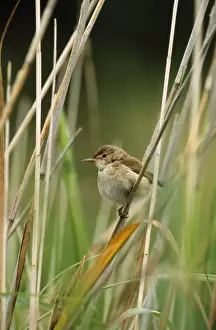 Reed Warbler