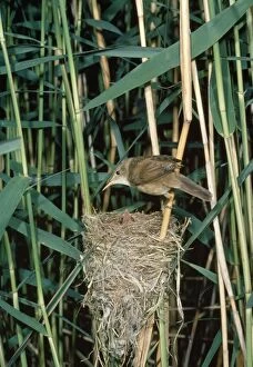 Images Dated 16th December 2010: Reed Warbler - adult at nest with young