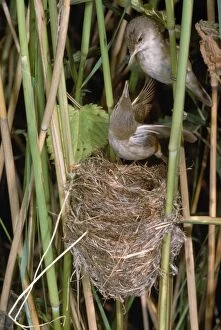 Acrocephalus Gallery: REED WARBLER AT NEST