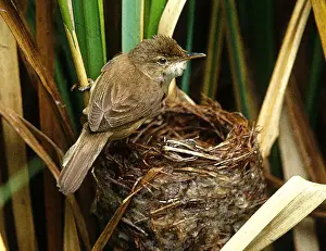 Home Prints: Reed Warbler - At nest. Eggs have been ejected by Cuckoo - Cuckoo Story 2 of 11