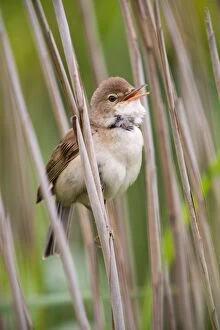 Images Dated 31st May 2008: Reed Warbler - singing