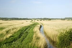 Images Dated 5th June 2011: Reedbeds