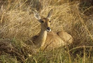 Images Dated 20th March 2009: Reedbuck - female Botswana Africa
