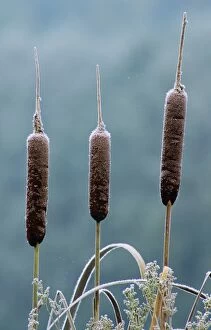 Images Dated 17th November 2005: Reedmace / Bulrush - seed heads in winter
