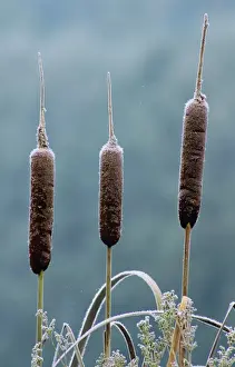 Rushes Prints: Reedmace / Bulrush - seed heads in winter