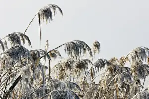 Reeds - covered in frost