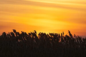 Images Dated 16th October 2013: The reeds of the Danube Delta during sunset