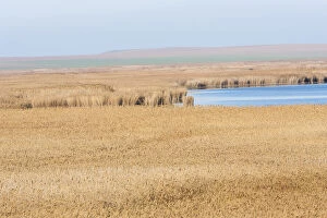 Images Dated 16th October 2013: The reeds of the Danube Delta in winter