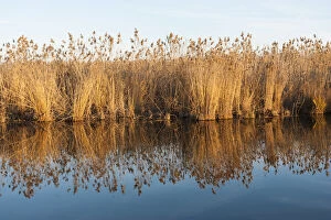 Images Dated 16th October 2013: The reeds of the Danube Delta in winter