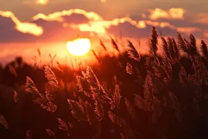 Reeds Prints: Reeds - with sun setting behind. Saintes Maries de la Mer - Carmargue - France