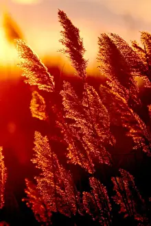 Reeds - with sun setting behind. Saintes Maries de la Mer - Carmargue - France