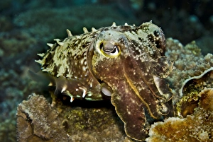 Images Dated 15th April 2007: Reef Cuttlefish - cuttlefish have the ability to instantly change colour