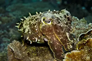 Cuttlefish Prints: Reef Cuttlefish - cuttlefish have the ability to instantly change colour and texture - Papua New Guinea