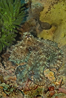 Images Dated 15th April 2007: Reef Octopus - Not easily seen this octopus has the ability to blend into the surrounding terrian