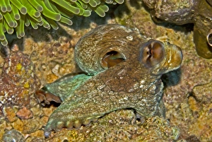 Images Dated 15th April 2007: Reef Octopus - about to hide beneath an anemone - Papua New Guinea