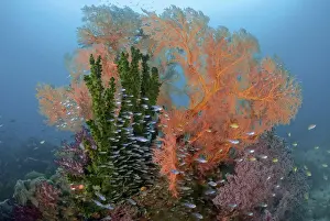Ampat Prints: Reef scenics, Raja Ampat Islands, Irian