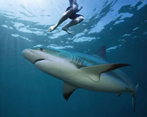 Bellow Water Collection: Reef shark swimming under bather at the surface. Increasingly