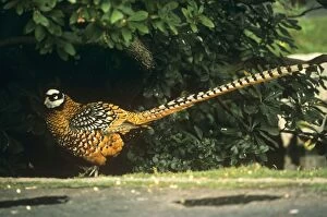 Images Dated 23rd July 2007: Reeve's Pheasant - male