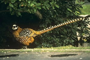 Reeves Pheasant - male