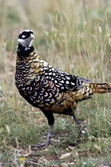 Pheasants Prints: Reeves's Pheasant male - France