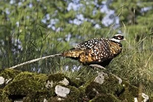 Images Dated 7th July 2006: Reeves's Pheasant male - France