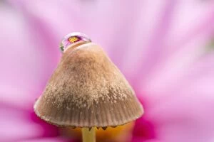 Reflections of cosmos flower in water drop on Mushroom
