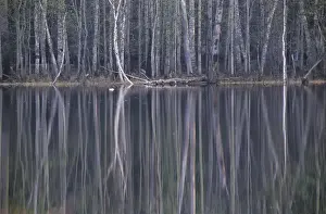 Taiga Prints: Reflections in a small lake in taiga-forest at dusk