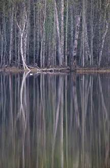 Reflections in a small lake in taiga forest at dusk. Golden-eye male duck swims on water Reflections in a small lake in taiga forest at dusk. Golden-eye male duck swims on water