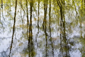 Images Dated 7th May 2008: Reflections - Trees reflected in Norfolk Broad - Norfolk - UK