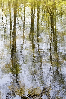 Images Dated 7th May 2008: Reflections - Trees reflected in Norfolk Broad - Norfolk - UK