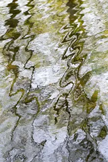 Ripples Prints: Reflections - Trees reflected in Norfolk Broad - Norfolk - UK