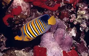 Marine Prints: Regal Angel Fish - Red Sea - Indo Pacific
