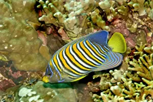 Regal angelfish - Common throughtout the Indo-Pacific. Usually seen in pairs, Indonesia