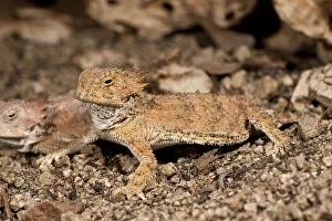 Images Dated 2nd June 2010: Regal Horn Lizard, Phtymosoma solare, South