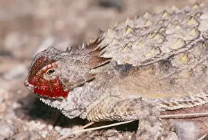 Defence Prints: Regal Horned Lizard CAN 1918 Showing defense bahaviour
