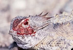 Bleeding Collection: Regal Horned Lizard - Discharging blood from eye, defensive behaviour