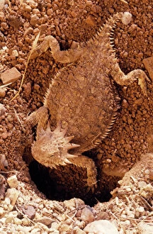 Lizards Collection: Regal Horned Lizard Female, constructing nest. Arizona, USA