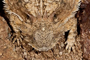 Images Dated 2nd June 2010: Regal Horned Lizard (Pineal Eye Visible)