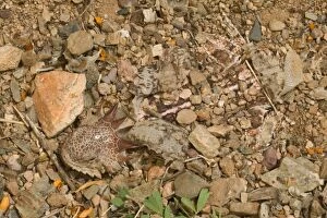 Regal Horned Lizard - Shedding skin and burying self to keep cool