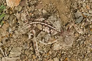 Shedding Skin Prints: Regal Horned Lizard - Shedding skin