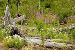 Damage Prints: Regenerating flowers including Fireweed or Rosebay Willowherb