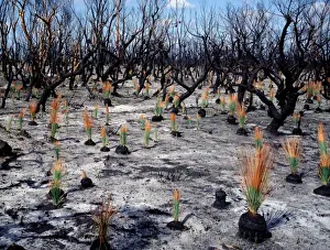 Eucalypt Prints: Regeneration seven weeks after bushfire Grasstree leaves about 30 cm tall