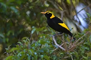 Images Dated 4th October 2008: Regent Bowerbird - colourful adult male sits on a tree in lush subtropical rainforest