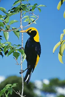 Regent Bowerbird HB 3770 Male, an avenue builder found in Northern New South Wales & Southern Queensland. Sericulus chrysocephalus © Hans & Judy Beste / ardea. com
