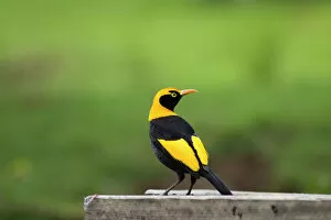 Images Dated 6th January 2007: Regent Bowerbird-Male On a bird table. O'reilly's, Lammington, Queensland, Australia