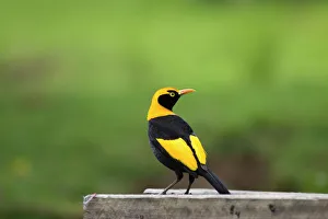 Bird Table Collection: Regent Bowerbird-Male On a bird table. O'reilly's, Lammington, Queensland, Australia