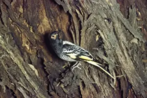 Regent Honeyeater Australia