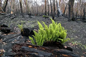 Sprouting Prints: Regrow of ferns after bush fire JLR 35 Davies plain - Alpine National Park North East Victoria