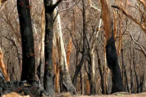 Regrow on Gum trees after bush fire JLR 33 Davies plain - Alpine National Park North East Victoria. Australia &copy; Jean-Marc La-Roque / ardea. com